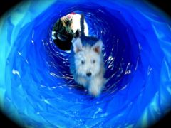 Puppie Pumi dans le tunnel