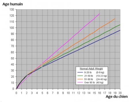 Graphique approximatif de l’âge du chien et de l’âge humain (défini en termes de vieillissement par an de chaque espèce), tenant compte de différentes tailles de chien