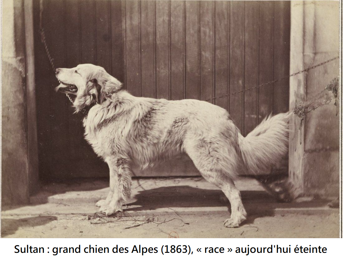 Sultan - grand chien des Alpes (1863)