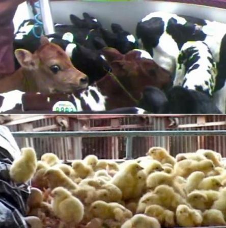 Farm to Fridge : The Truth Behind Meat Production - Mercy For Animals