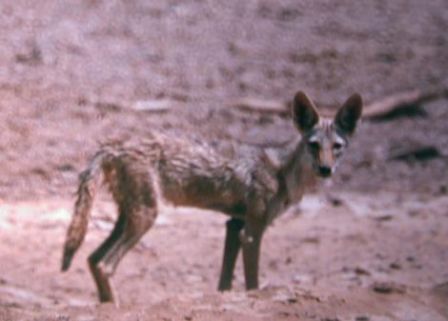 Animal sighted in Eritrea, likely to be the new species of African wolf. (Credit: Image courtesy of University of Oxford)