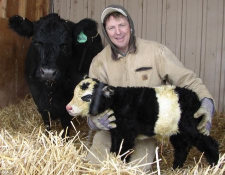 L'agriculteur du Colorado Chris Jessen tient sa "nouvelle vache panda" du nom de Ben, quelques heures après que le veau miniature rare soit né. Son apparence est le résultat d'une manipulation génétique.