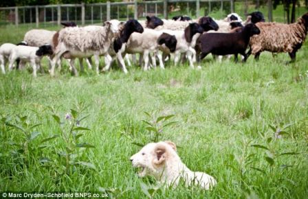 Comically, their owners say the cubs are just as scared of the sheep as the herd are of them - which doesn't bode well for their futures at the top of the food chain