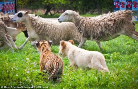 The cute cubs have taken to chasing after the sheep on their ranch and rounding them up in a style akin to One Man and his Dog
