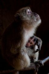 Singe macaque