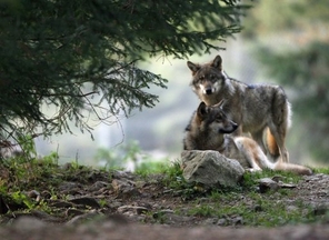 Photo de loups prise le 17 octobre 2006 à Saint-Martin-Vésubie, dans les Alpes maritimes. © AFP/Archives Valery Hache