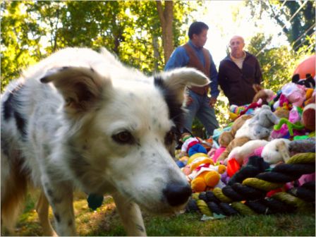 Chaser and  John W. Pilley (right) and some of the toys found- Picture by Cass Sapir - Nova Science Now