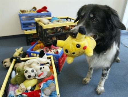 Clever Border-Collie RICO fetches a pokemon toy in Berlin