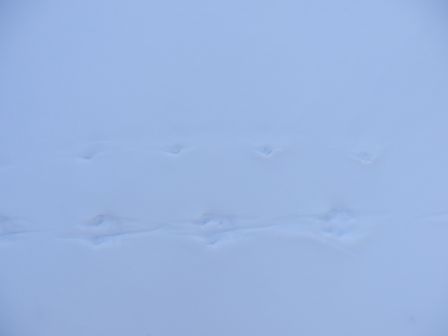 Traces dans la neige : belette de "Palsi" (toute blanche en hiver)