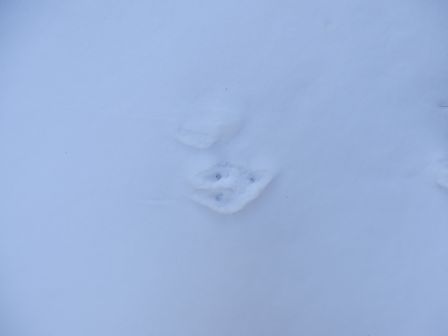 Traces dans la neige : belette (toute blanche en hiver)