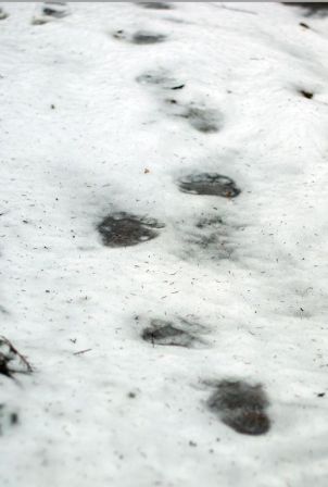 Traces d'un ours le 21 mars 2014, près de Leimani - photo Aarne Leima