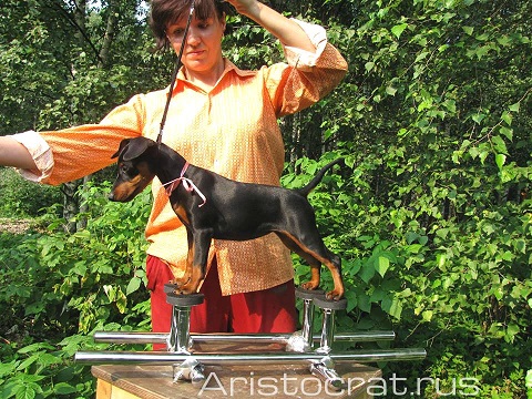 Système d'entrainement dogshow Aristocrat.ru