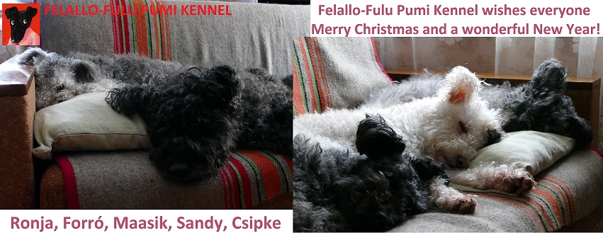 Merry Christmas and happy New Year - Felallo-Fulu Pumi Kennel