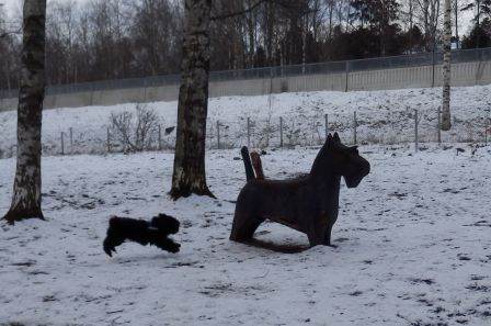 Forro à l'attaque (19 mars 2014), dans un parc pour chien à Helsinki