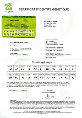Certificat d'identité génétique PUMI FELALLO-FULU FORRO