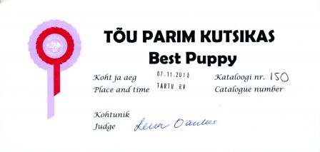 TARTU RAHVUSVAHELINE KOERTENÄITUS 2010 - 07/11/2010 - Best Puppy