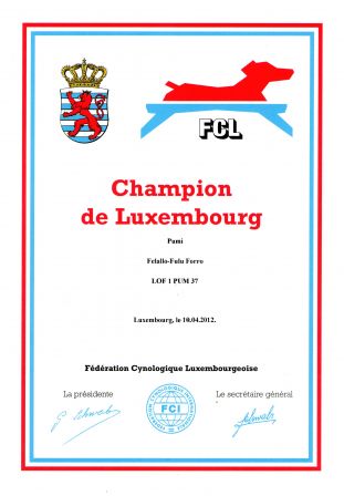 Pumi Felálló-Fülű Forró - Champion de Luxembourg de Beauté - Diplôme FCL et FCI FCI