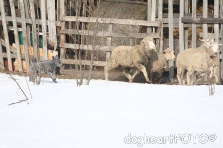 5 février 2014- Fruska herding in Hungaria