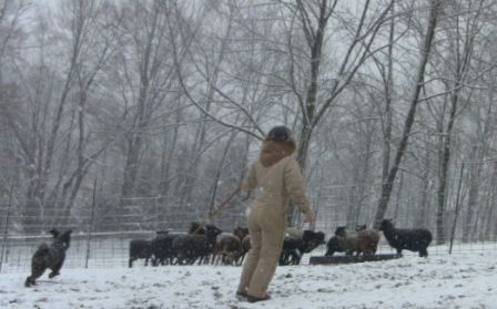 with Csupasz herding on the farm