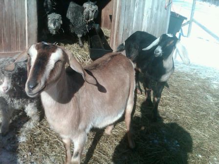 Nubian goat at Ildiko and Laszlo farm