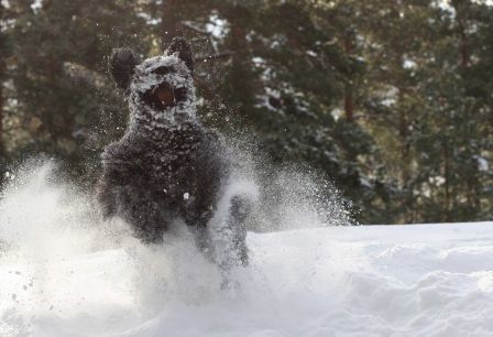 Napos Ócskás "Osku" à fond dans la neige