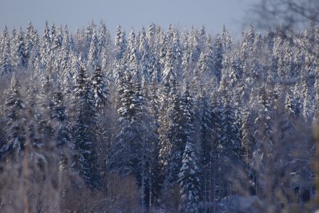 14 février 2011, près de Maula (Lapland) T=-33°C - La beauté de la forêt