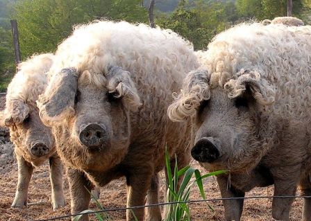 3 porcs hongrois Mangalica