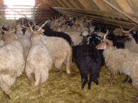 mouton “ratzka” est facile à reconnaître par ses cornes torsadées, en forme de “V”