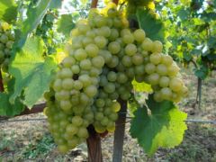 Les grappes de raisins Furmint, l'une des variétés les plus cultivées en Hongrie.