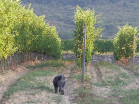 Csipke - Vineyard dans les montagnes près de Zemplén Tokaj. La région est connue pour produire les vins doux Aszu.