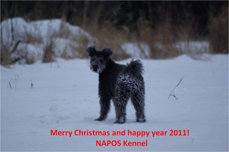 Merry Christmas and happy year 2011 - Napos kennel