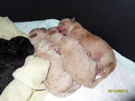 Lotan pennutLotta`s puppies 2011-les3 chiots clairs.