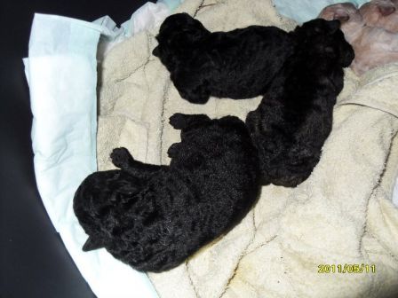 Lotan pennutLotta`s puppies 2011-les 3 chiots noirs.