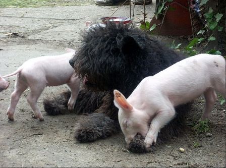 Csikasz et ses amis : une litière de petits cochons (photo Velekei Hajnalka)
