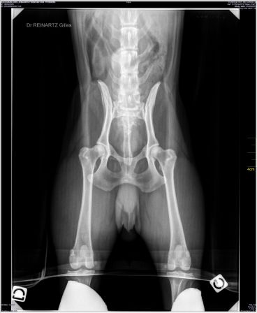 Radiographie Dysplasie de Ribarrouy du Val Soannan du 31-03-2011