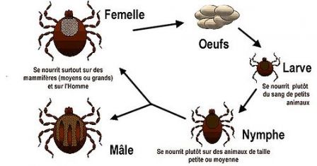 Life cycle of ticks family ixodidaeFr- Cycle de reproduction de la tique commune.