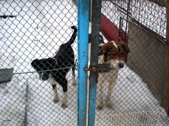 Dans le chenil de Pirogovo, près de Kiev, les chiens échappent au grand « nettoyage». mais vivent dans des conditions difficiles. © Association SOS