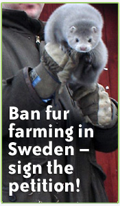 Djurens Rätt (Animal Rights Sweden), is the largest animal rights organisation in Scandinavi