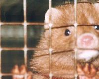 Ban Fur Farming in Sweden!