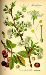Prunus cerasus, le griottier ou cerisier  aigre