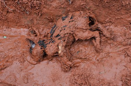 An animal lies dead in the toxic mud, which flooded the village of Kolontar, Hungary on Tuesday, Oct. 5, 2010. (AP Photo/Bela Szandelszky)